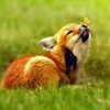Логотип телеграм канала @noyhorrni — Уголочек..?