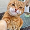 Логотип телеграм канала @nt_kotyara — Новотушинский кот 😺