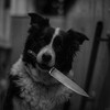 Telegram channel A dog in the world logo