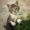 Логотип телеграм канала @numi59 — Созвездие Нюми