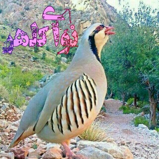 Логотип телеграм канала @nvayekalhor — 💖کانال نوای کلهر💖