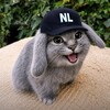 Логотип телеграм канала @nyahvh_cs2 — NyaHvH - cs2/cs:go