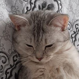 Логотип телеграм канала @nyauteats — Пробные посты