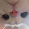 Logo of telegram channel nympho_meow — NymphoMeow