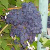 Логотип телеграм канала @o_vinograde — Всё про виноград