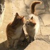 Логотип телеграм канала @ob_lovez — в Оби любят