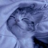 Логотип телеграм канала @obboshay — Устный русский 2026