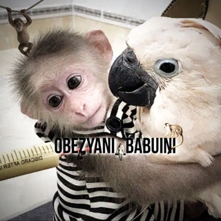 Logo saluran telegram obezyani_babuini — брадки бибизянки🥰🐒