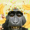 Логотип телеграм канала @obezzianka — Гифки с бибизьянами🙊🙈🐒