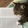 Логотип телеграм канала @obiter_dic — мысли верховного судьи…