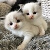 Логотип телеграм канала @obozhaysds — обожаю
