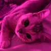 Логотип телеграм канала @obozhaytebya — обожаю