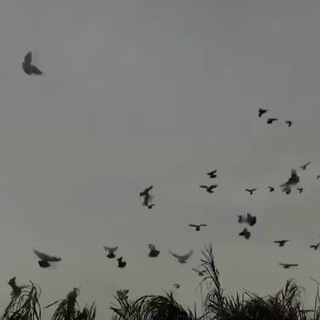 لوگوی کانال تلگرام oc_21 — ٢١اكتوبر◌┇⇓Oc ‏℡⋮