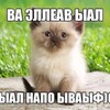 Логотип телеграм канала @ocheredniekotiki — очередные смешные котики