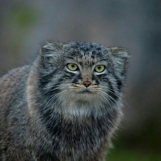 Логотип телеграм канала @octomanool_moscow — Мемуары московского манула