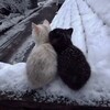 Логотип телеграм канала @ocvhochy — очень хочу