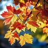 Логотип телеграм канала @odinokii_klen — 🍁Одинокий Клён🍁