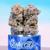 Logo of telegram channel officialconnected — Connected.california