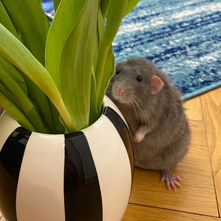 Логотип телеграм канала @ofmiceandme — канал манюни мыши