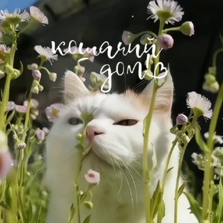 Логотип телеграм канала @oformato — кошачий дом🐈