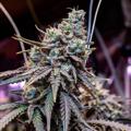 Logo of telegram channel ojibudsdispensary — オジBUDS🥦Dispensary