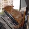 Логотип телеграм канала @okaytalya — Крюков канал