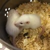 Логотип телеграм канала @okolonauhnoe — околонауки