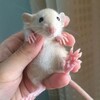 Логотип телеграм канала @okrisahnejno — О крысах нежно