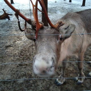 Логотип телеграм канала @oksana160 — Любимый финский