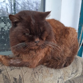 Логотип телеграм канала @oksananareiko — Оксана Нарейко