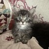 Логотип телеграм канала @okssi_san — Погремушки