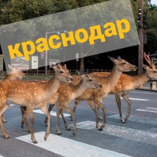 Логотип телеграм канала @olenevod_kr — Оленеводы Краснодара | Краснодар ДТП и ЧП | Авто новости Кубани