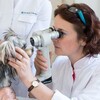 Логотип телеграм канала @oleynik_vet — Секреты офтальмологии доктора Олейник
