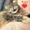 Telegram channel Maine Coon's live logo