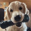 Логотип телеграм канала @olganechaevagoldens — Жизнь замечательных собак. "Зелёный луч" и его обитатели.