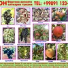 Логотип телеграм канала @oltiariqkochatlari — Олтиарик кучатлари 🍇🍎🍒🌰🍐🍑🍈