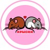 Логотип телеграм канала @omi4ki — Крыски 🐀