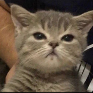 Logo saluran telegram omonjonov_fx — Omonjonov.FX | Notcoin sotish 😎