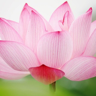 Telegram channel Даосские женские практики logo