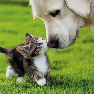 Логотип телеграм канала @only_emotion — Одно умиление