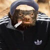Логотип телеграм канала @only4pidors — Взорванный Тигр