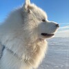 Логотип телеграм канала @onlysrans — Срущий пёс