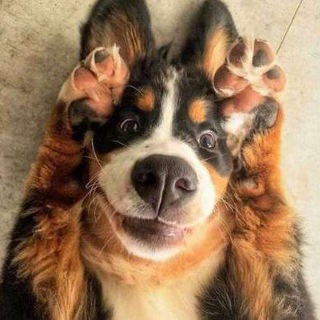 Логотип телеграм канала @ooh_funny_pets — Ooh! Funny Pets