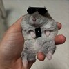 Логотип телеграм канала @oooop264 — Наглые хомяки МБ