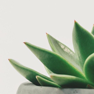 لوگوی کانال تلگرام oouupp — AloeVera 4_beauty🌵