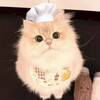 电报频道的标志 op6679 — 🇹🇼台灣外送茶中部班表
