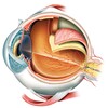 Логотип телеграм канала @ophthalmologya — Офтальмология