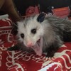 Logo of telegram channel opossumscreamo — Opossum screamo