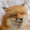 Логотип телеграм канала @opros_ot_lisa — Опросы от Лиса