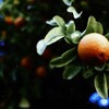 Логотип телеграм канала @orange_team_2022 — Отзывы🍊